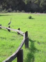Blue heron fenced in.JPG