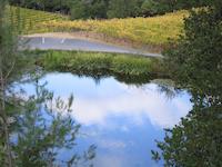 Fogarty vineyard pond.JPG