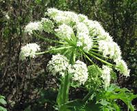 Windy Hill__9208.JPG