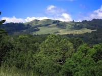 Windy Hill green.JPG