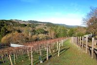 Vineyard 3 Dec06.JPG