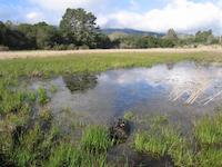 Seasonal frog pond.jpg