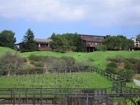 img_001_0114_201  Vineyard.jpg
