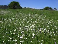 img_001_0247_68 Field of flowers on Caolmine ridge.jpg
