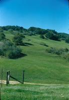 Sequoias - south corner of property - 1959  [Mar 1959].jpg