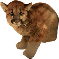 imageof cub.png