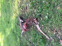 FLO-085d deer carcass.JPG