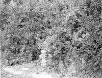 FIR-021p_TIF_MSTR.tif