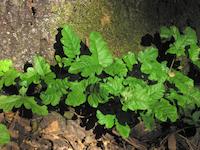 img_001_0056_147  Poison Oak against rock.jpg
