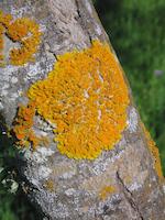 lichen.jpg