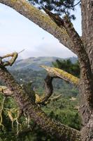 Windy Hill from Stanford Dish.jpg