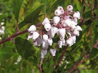 Manzanita blossoms.JPG