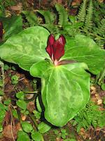 img_001_0187_272 Trillium solo.jpg