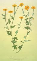 Eriophyllum lanatum.tif