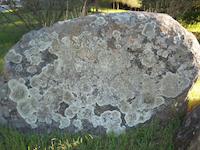 lichen on rock.JPG