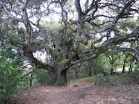 img_001_0274_97 heritage oak wide.JPG