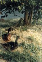 Ducks in the grass.jpg