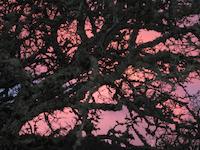 Portola Valley scene 0159.JPG