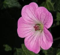 flower pink petal.JPG