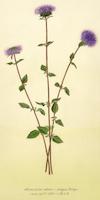 22 Monardella villosa  Coyote Mint.tif