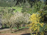 Jelich Farm acacia, apple blossoms.JPG