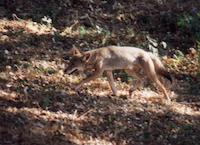 img_001_0216_45 Coyote stalking.jpg