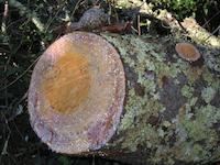img_001_0167_257 Severed Quercus.jpg