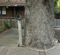 Elephant's foot tree PV.jpg