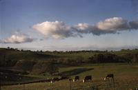 Cows in the pasture.tif