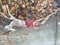 FLO-083d_deer carcass.jpg