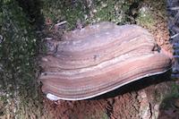 PV Ranch tree Fungus 3.jpg