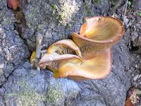 Fungus on tree.JPG