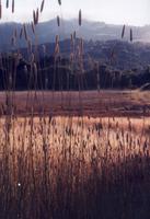 Layered view, Windy Hill.jpg