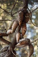 img_001_0214_43 Cones for new trees.jpg