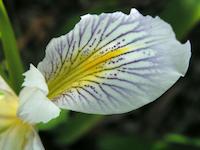 Iris petal.JPG