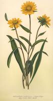 Helianthella califonica.tif