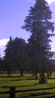 PV redwoods.jpg