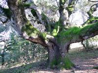 Heritage oak Coalmine Ridge.JPG