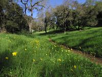 img_001_0039_129 Mader Meadow spring flowers.jpg