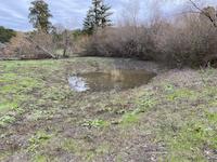 Springdown Pond Jan 2.jpg