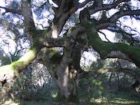 Heritage Oak Two, near other.JPG