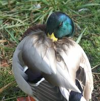 Mallard, bil please.jpg