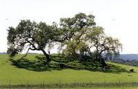 Big Oak.tif