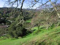 img_001_0087_172  naked trees n winter.jpg