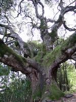 img_001_0273_96 heritage oak close.JPG