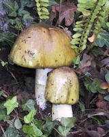 img_001_0049_138 Mushroom.jpg