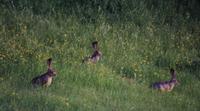 Hares.jpg