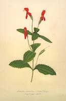 Mimulus cardinalis.tif