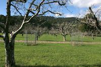 Jelich orchard in winter.jpg