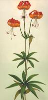 Lilium pardalinum.tif